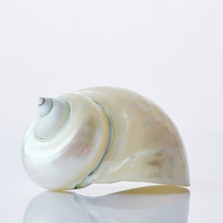 Pearlised Turbo Approx 11cm