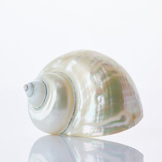 Pearlised Turbo Approx 8cm