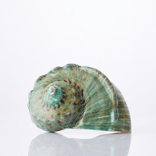 Green Turban Polished Approx 14cm plus