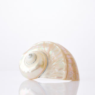 Turban Pearlised Approx 14cm plus