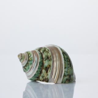 Turbo Burgos - Banded - 5cm