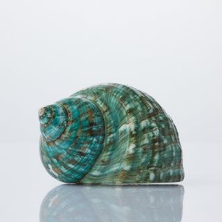 Turbo Burgos Polished Approx 10cm