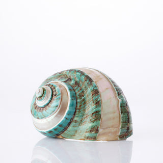 Turbo Imperial Banded Approx 11cm