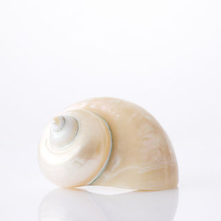 Turbo Imperial Pearlised Approx 11cm