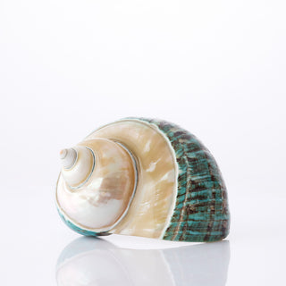 Turbo Imperial Top Pearl Approx 11cm