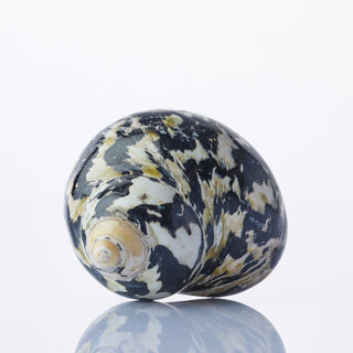 Turbo Pica Approx 7cm
