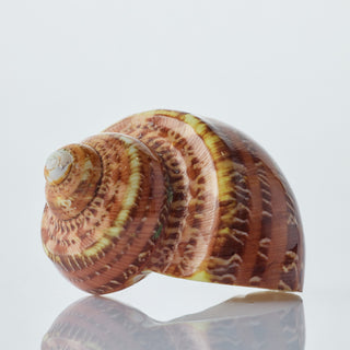 Turbo Peth Polished Approx 5cm