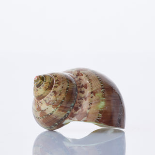 Turbo Peth Polished Approx 5cm
