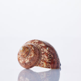 Turbo Peth Polished Approx 5cm