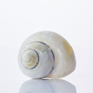 Turbo Pica Pearlised Approx 6cm