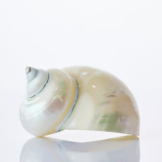Turbo Burgos Pearlised Approx 8cm