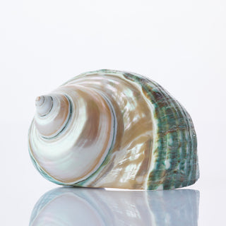 Turbo Burgos Pearl Top Approx 8cm