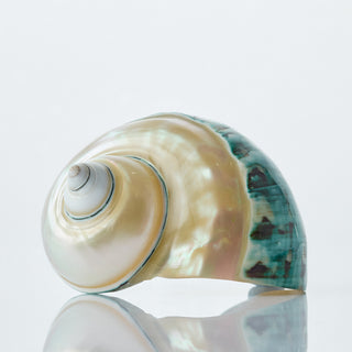 Turbo Pearl Top Approx 9cm