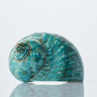 Turbo Polished Approx 10cm