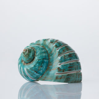 Turbo Imperial - Stripe - 8-9 cm