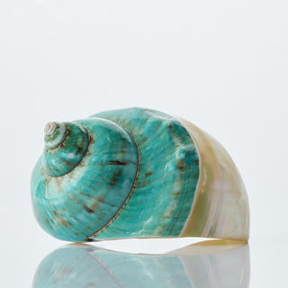 Turbo Imperial Green Top 8cm