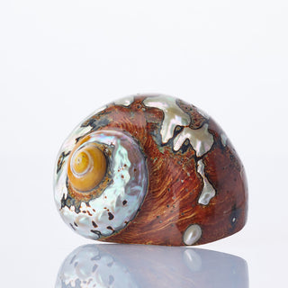 Turbo Samarticus Approx 7cm