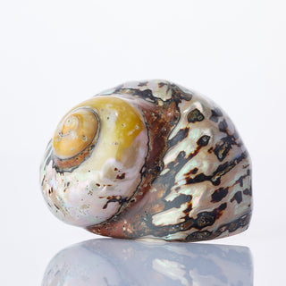 Turbo Samarticus Approx 9cm
