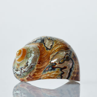 Turbo Samarticus Approx 5cm