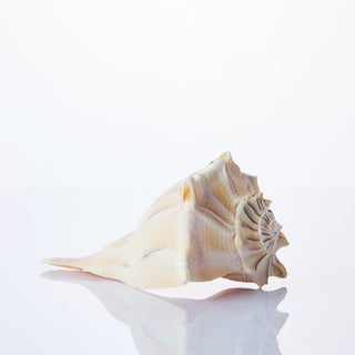 Whelk Shell Approx 10cm