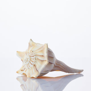 Whelk Shell Approx 12cm