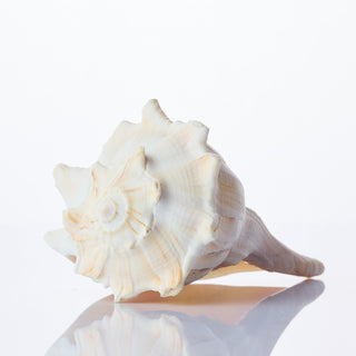 Whelk Shell Approx 15cm