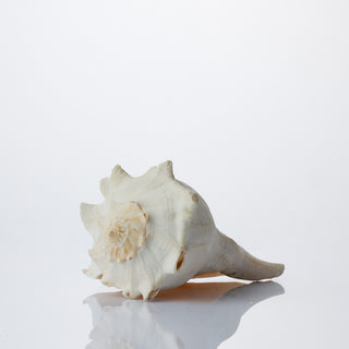 Whelk Approx 17cm