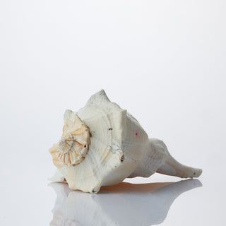 Whelk Approx 20cm