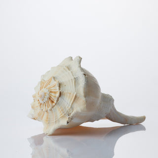 Whelk Approx 23cm