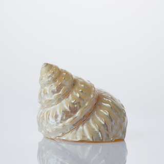 Wavey Top - Pearlised - 12cm