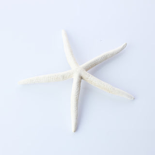 Finger Starfish Approx 25cm