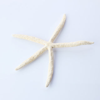 Finger Starfish Approx 30cm