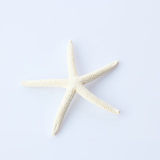 Finger Starfish Approx 8cm
