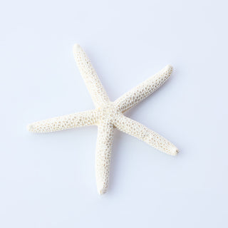 Finger Starfish Approx 10cm