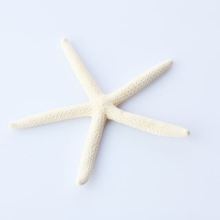 Finger Starfish Approx 12cm