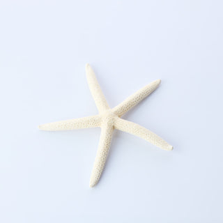 Finger Starfish Approx 17cm