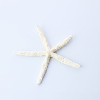 Finger Starfish Approx 20cm