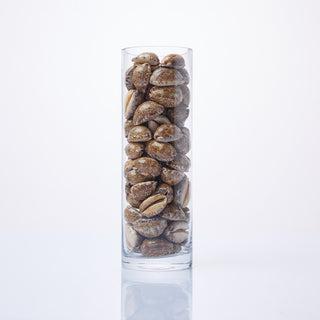Arabian Cowrie Shells in Vase