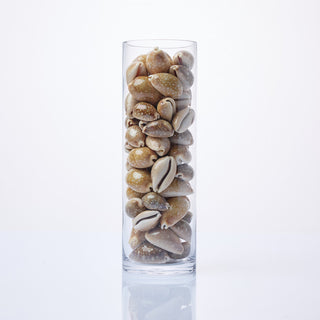 Deer Cowrie Shells in Vase