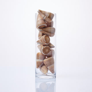 Conus Figulinus Shells in Vase