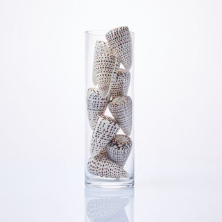 Conus Leopardis Shells in Vase