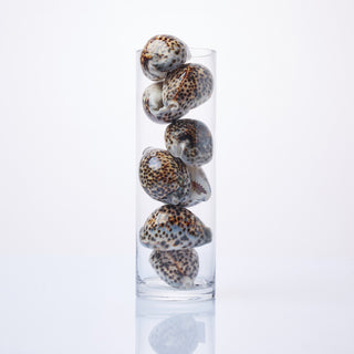 Cowrie Shells 8cm in Vase