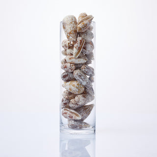 Conus Textile Shells in Vase