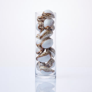 White Cowrie Shells in Vase