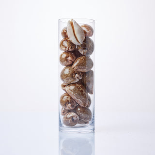Cyprea Mappa Shells in Vase