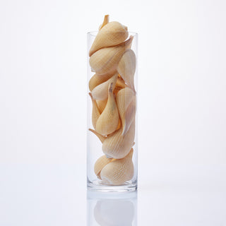 Ficus Gracilus Shells in Vase