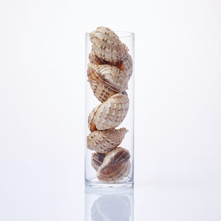 Harpa Harpa Shells in Vase