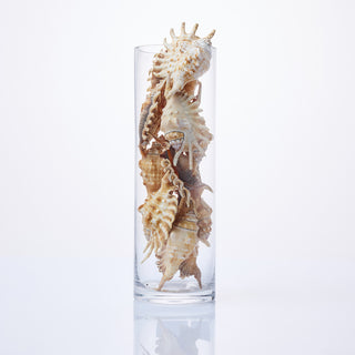 Lambis Millepeda Shells 7cm in Vase