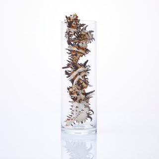 Murex Indivia Shells in Vase
