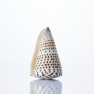 Conus Literatus - 8cm - Min 12